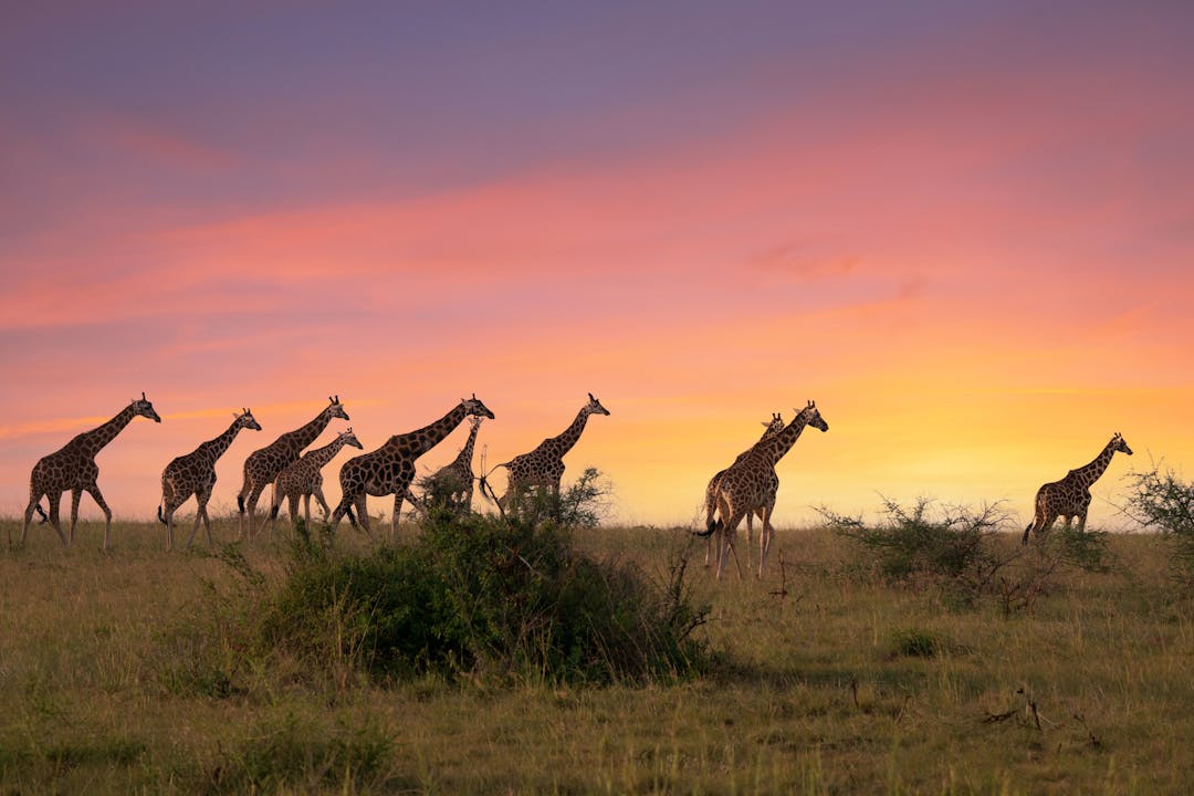 South Africa Safari Packing List